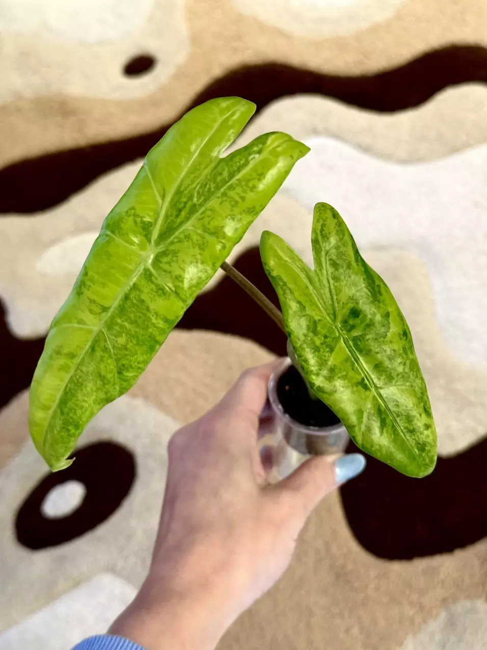 alocasia longiloba aurea ✨ thumbnail