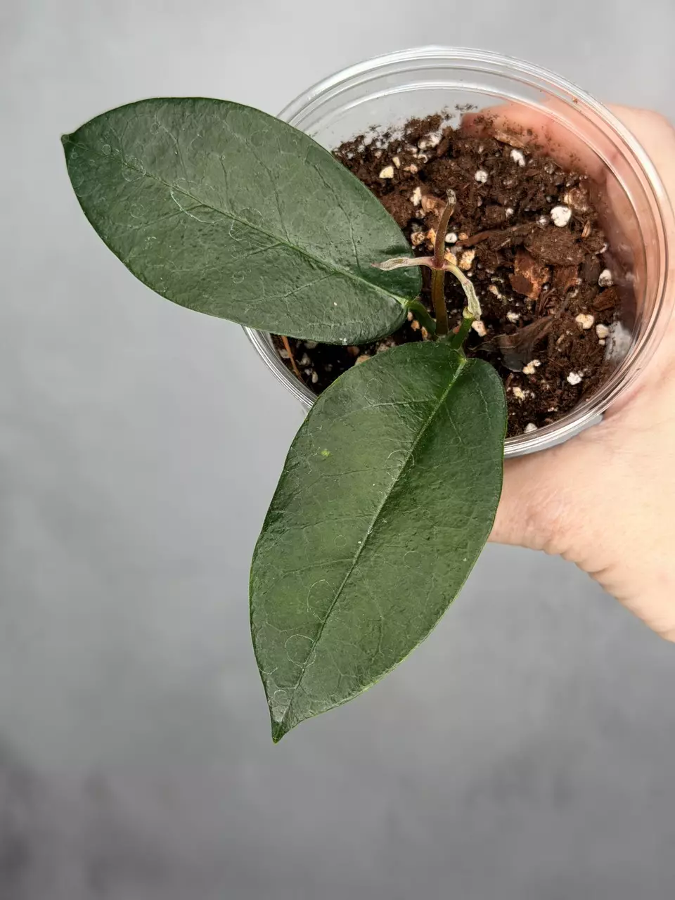 Hoya naumannii thumbnail
