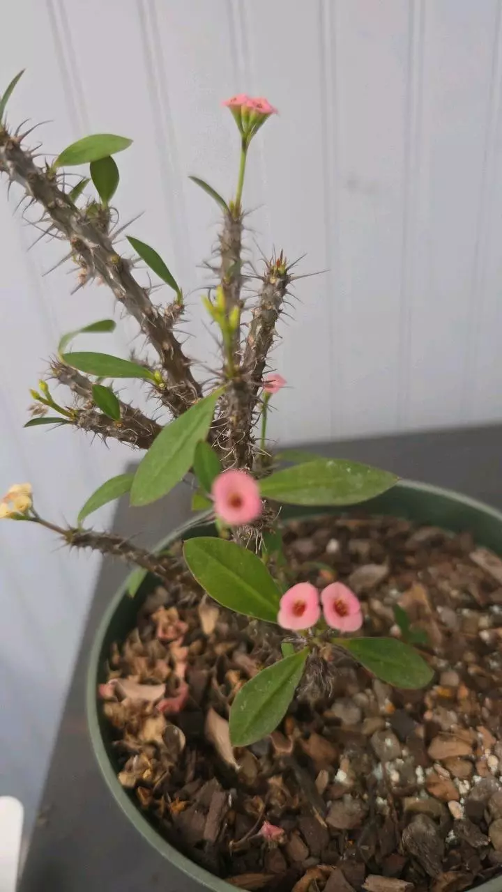 Dao krajai (dwarf) 01 thumbnail