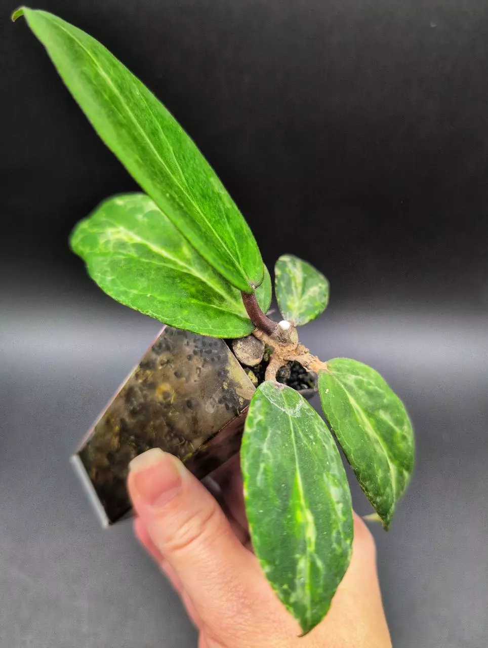 Nightmare (3 nodes) 🦄 thumbnail