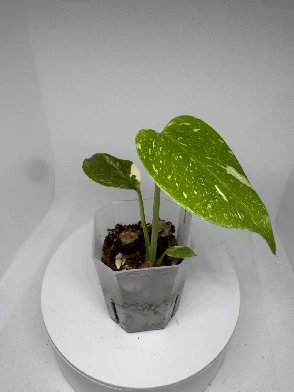 Monstera Borsigiana Albo thumbnail