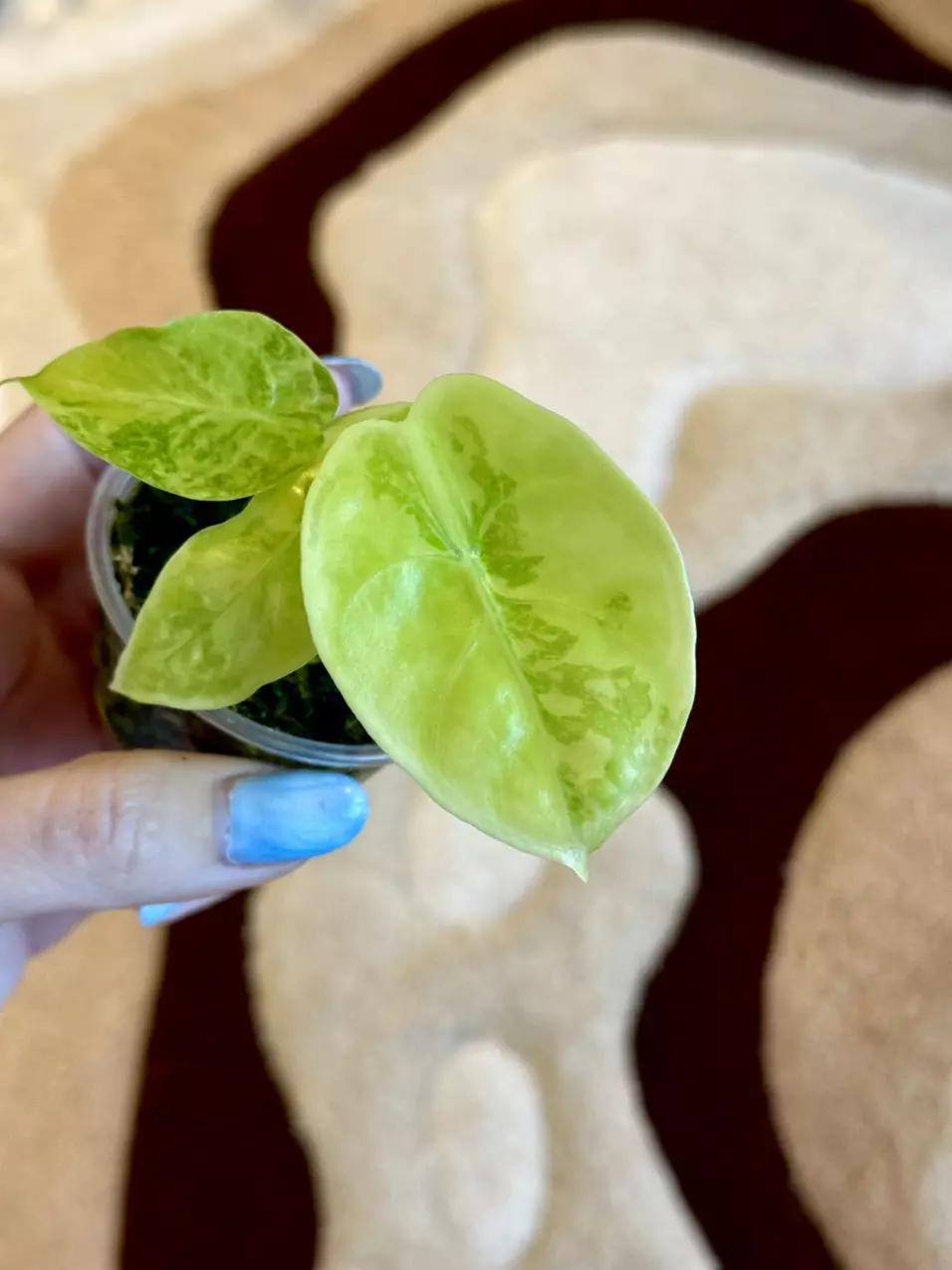 alocasia tiger lemon longiloba 🐯🍋 thumbnail