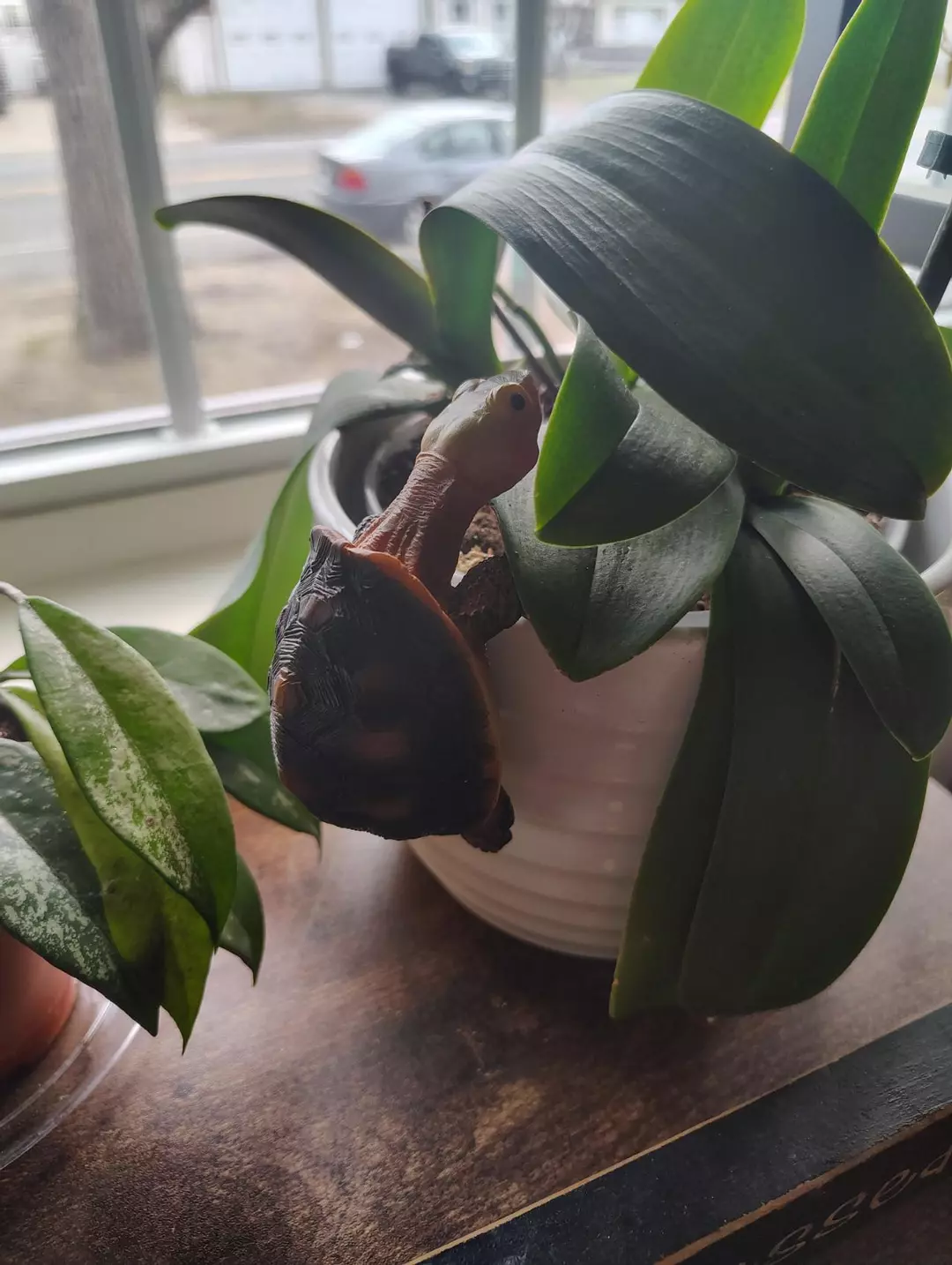 Terrapin Pot Pal thumbnail