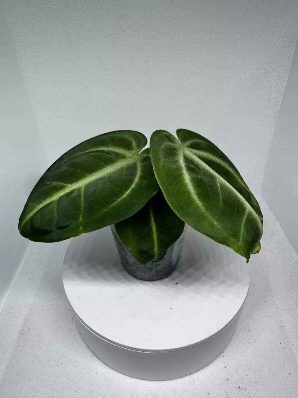 Anthurium Villenaorum thumbnail