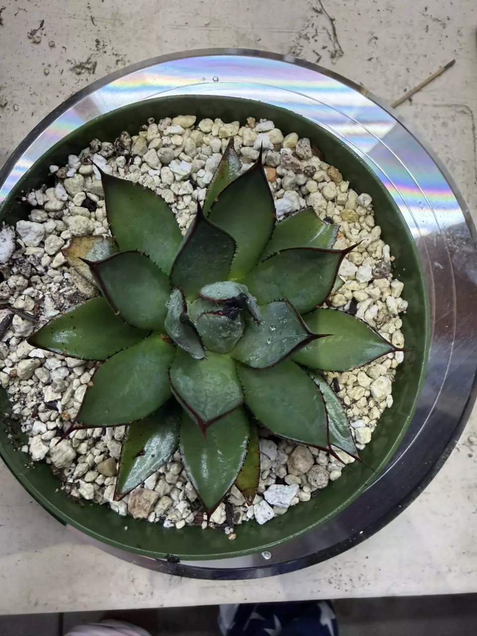6” pot Agave Blue Ember GC thumbnail