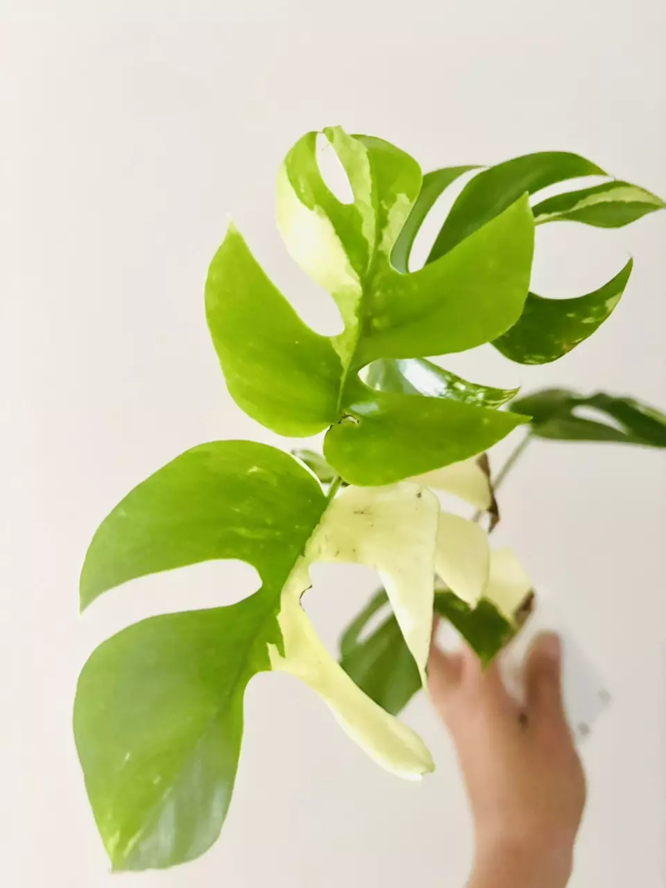 Rhaphidophora tetrasperma albo-mint variegated plant thumbnail