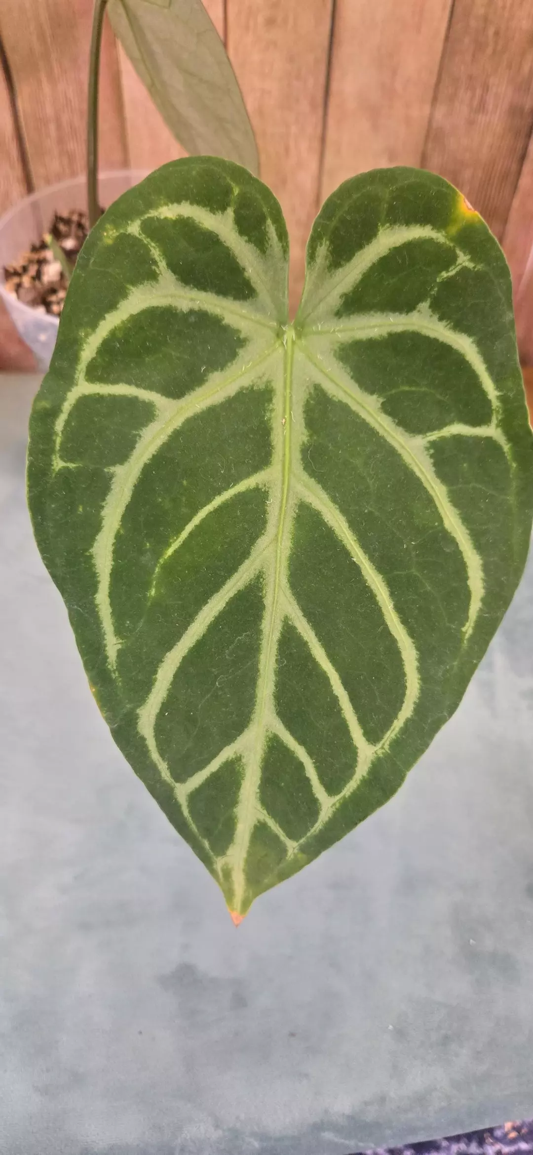 Mag Pap x Silver Blush thumbnail