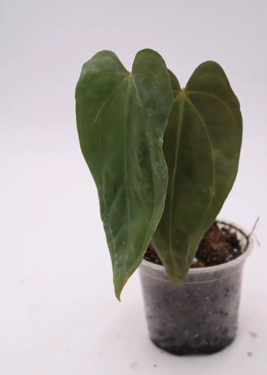 Anthurium Ft Sherman x Sam’s Red Dream hybrid thumbnail