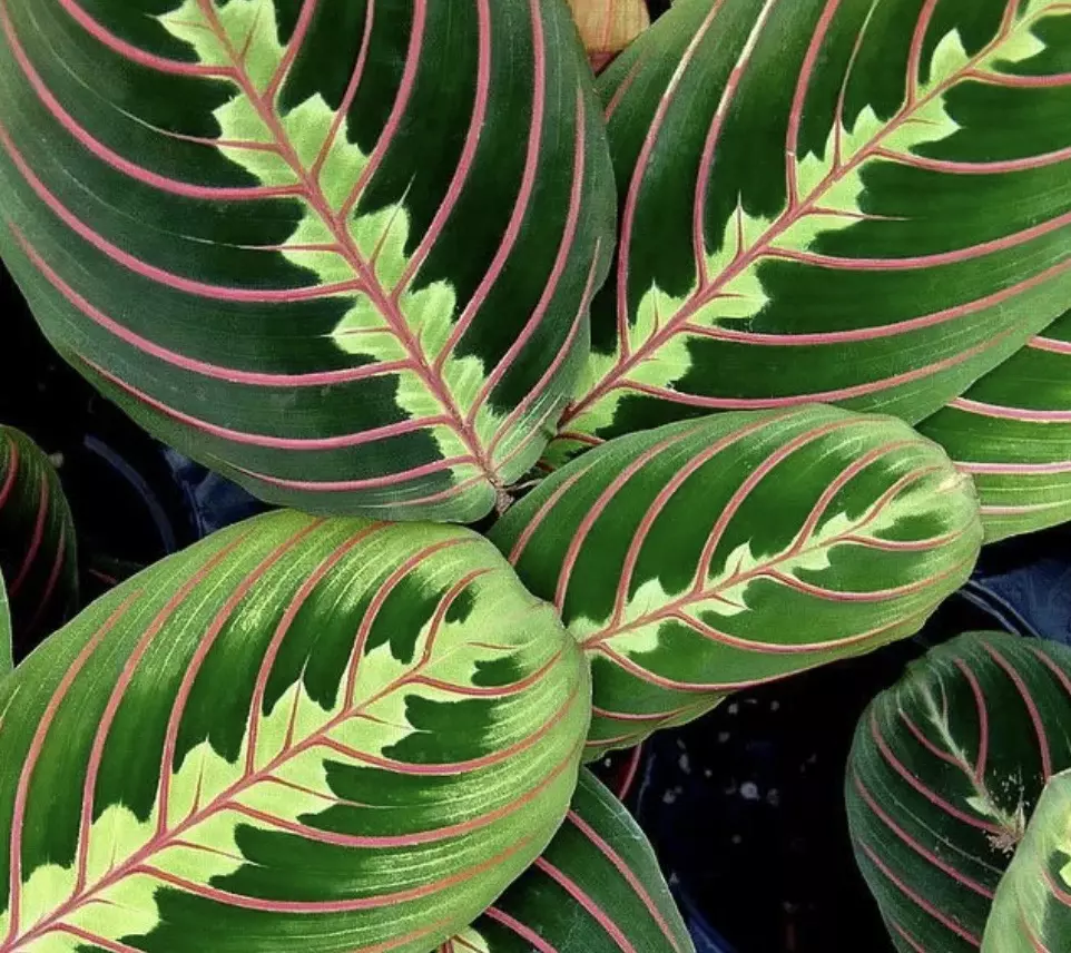 Red Maranta starter plant growers choice thumbnail