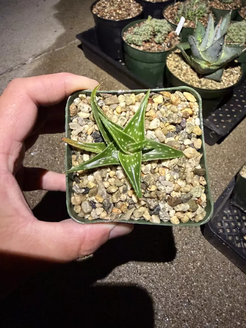Aloe Descoingii World’s Smallest Aloe Species thumbnail