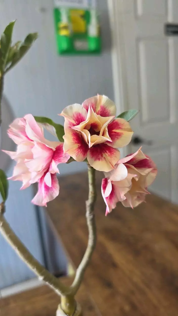 Sunshine 01 thumbnail