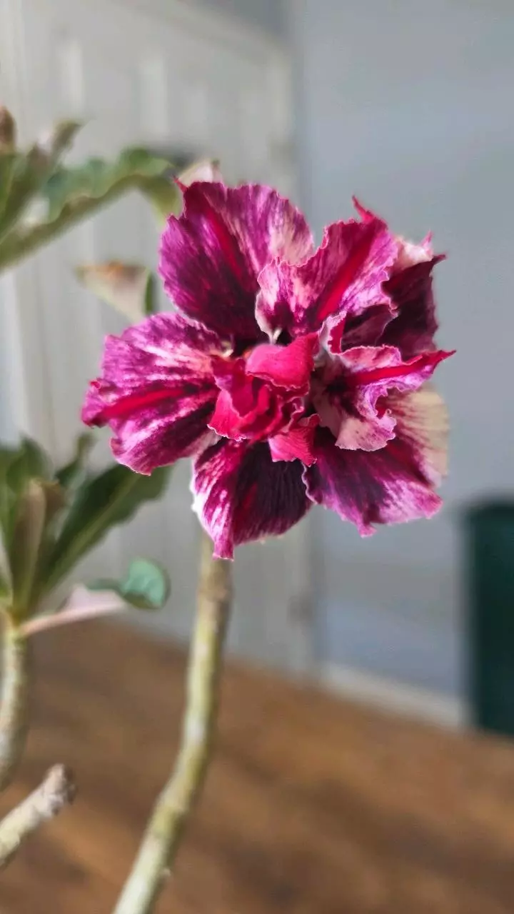 Moung sukda 01 thumbnail