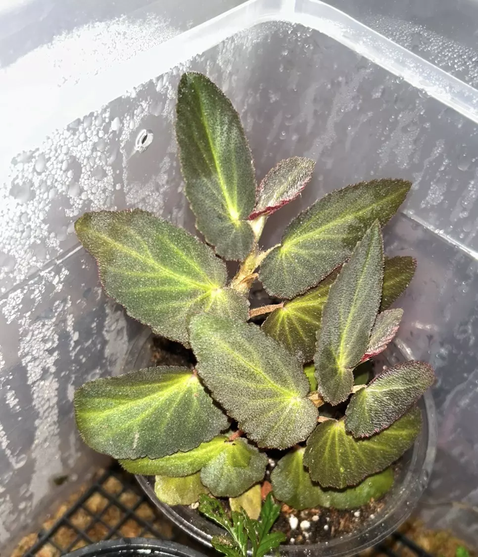 Begonia withlacoochee thumbnail