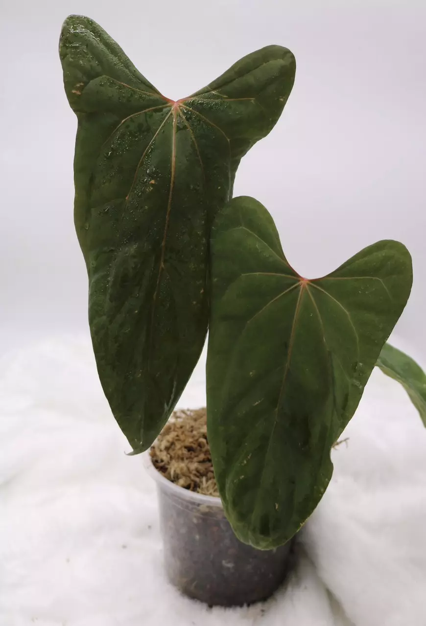 Anthurium Ft. Sherman x Black Sweet rare and gorgeous flat sinus anthurium thumbnail