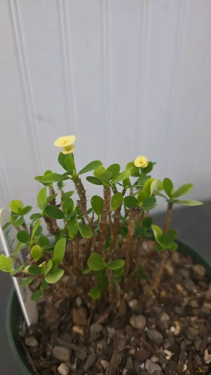 Nab thong (mini) 01 thumbnail