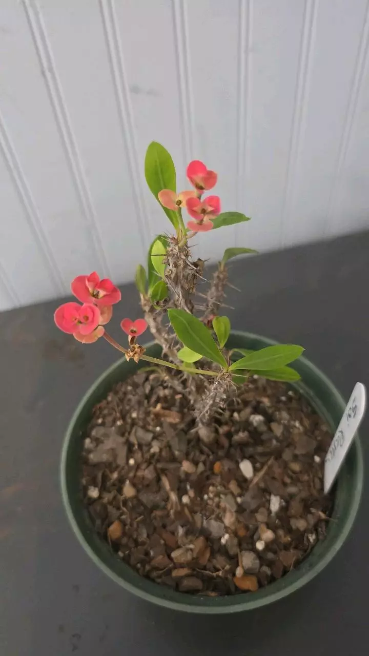 Soi Raya (dwarf) 01 thumbnail