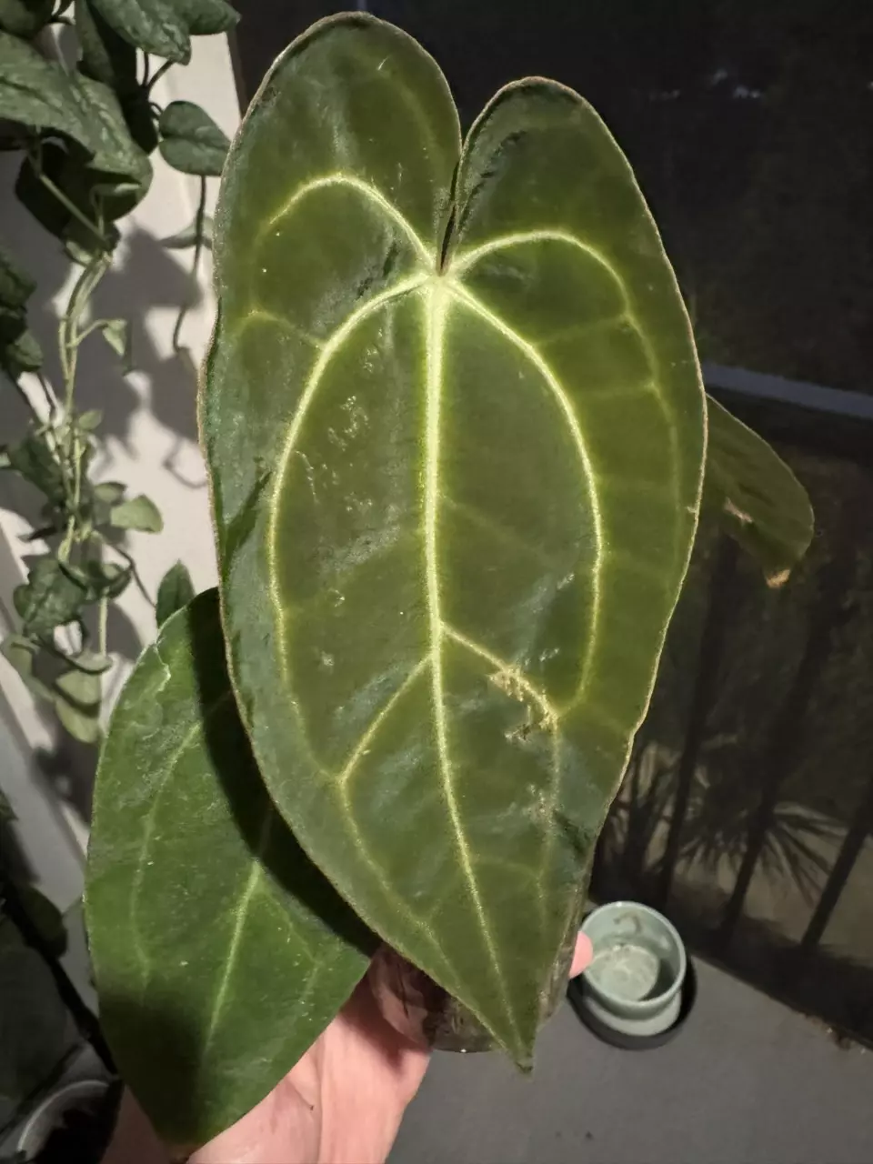 Besseae aff x Carla Wu2 thumbnail