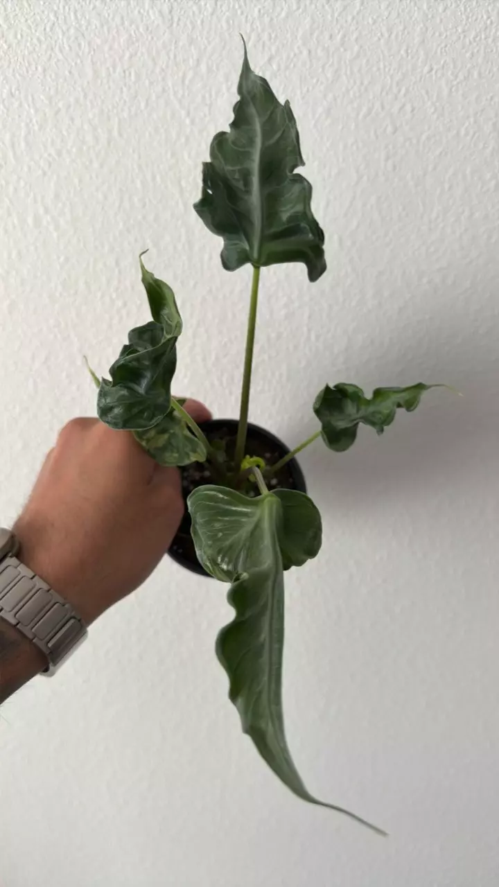 Alocasia Teletubbies 4” GC thumbnail