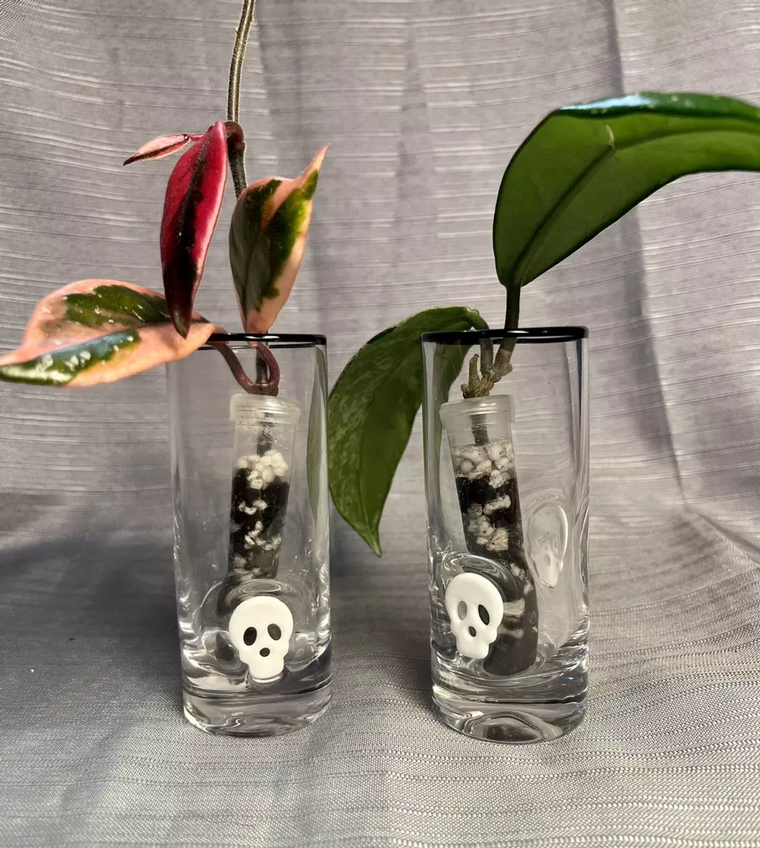 Pair of skull shot glasses/prop jars 🌱 thumbnail