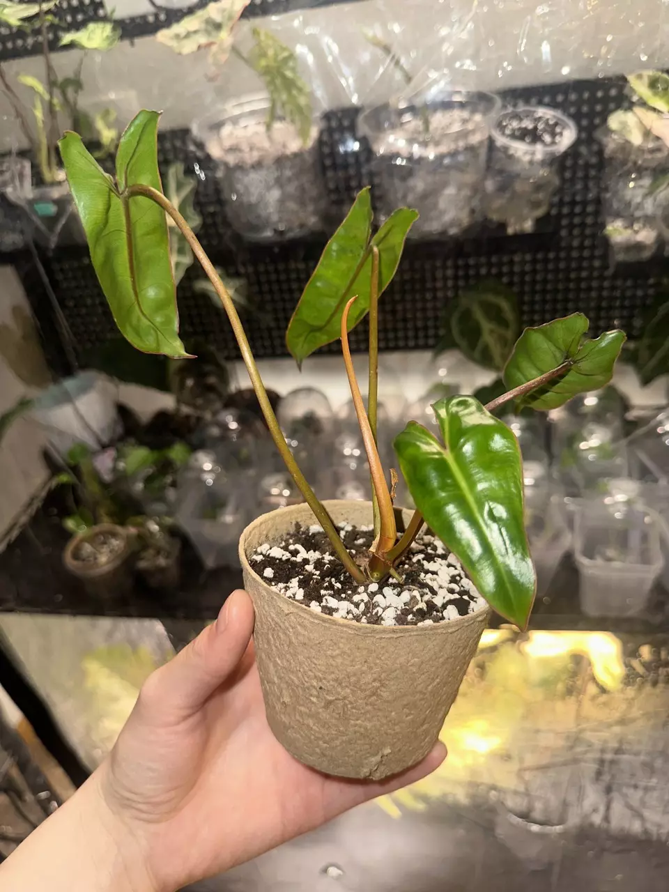 Billietiae Philodendron thumbnail