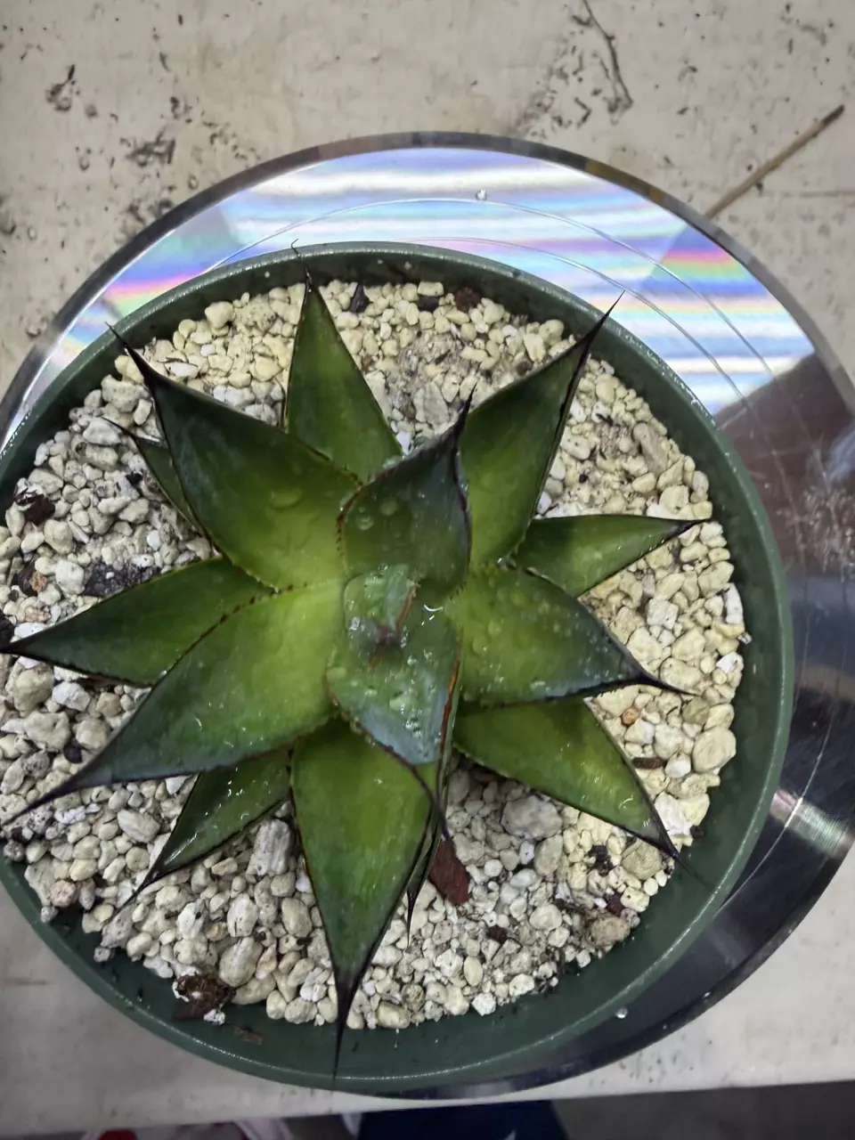 6” Pot Agave Blue Glow GC thumbnail