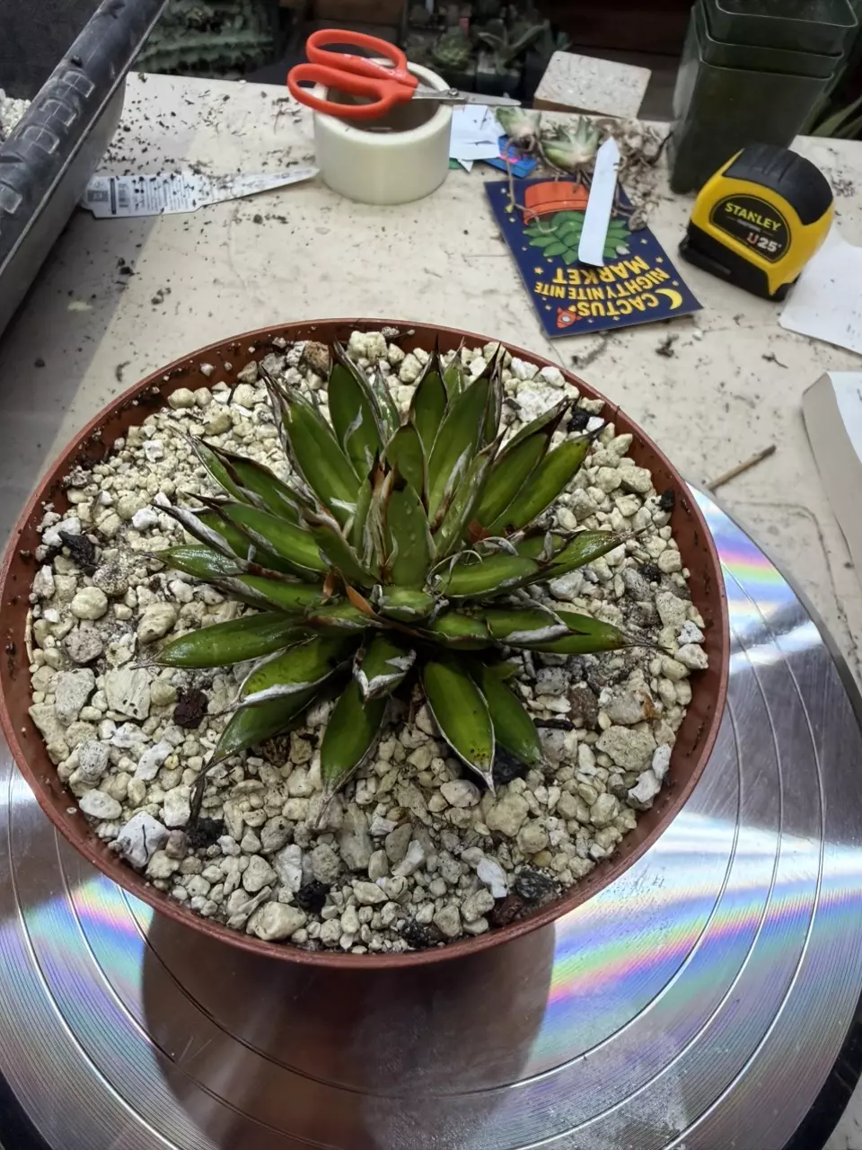 6” pot Agave Filifera Schidigera GC thumbnail