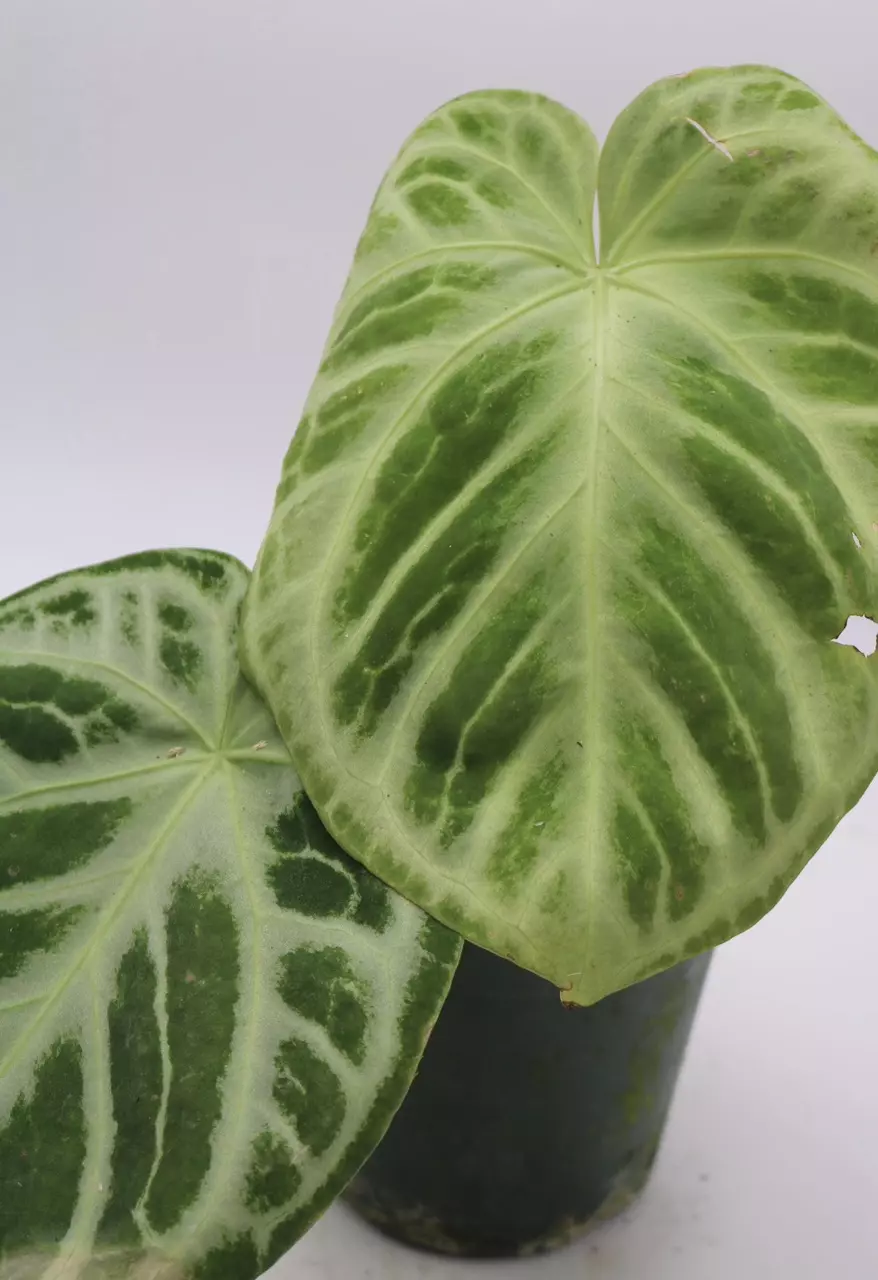 Anthurium Doryaki Silver x Black Widow/Michelle thumbnail