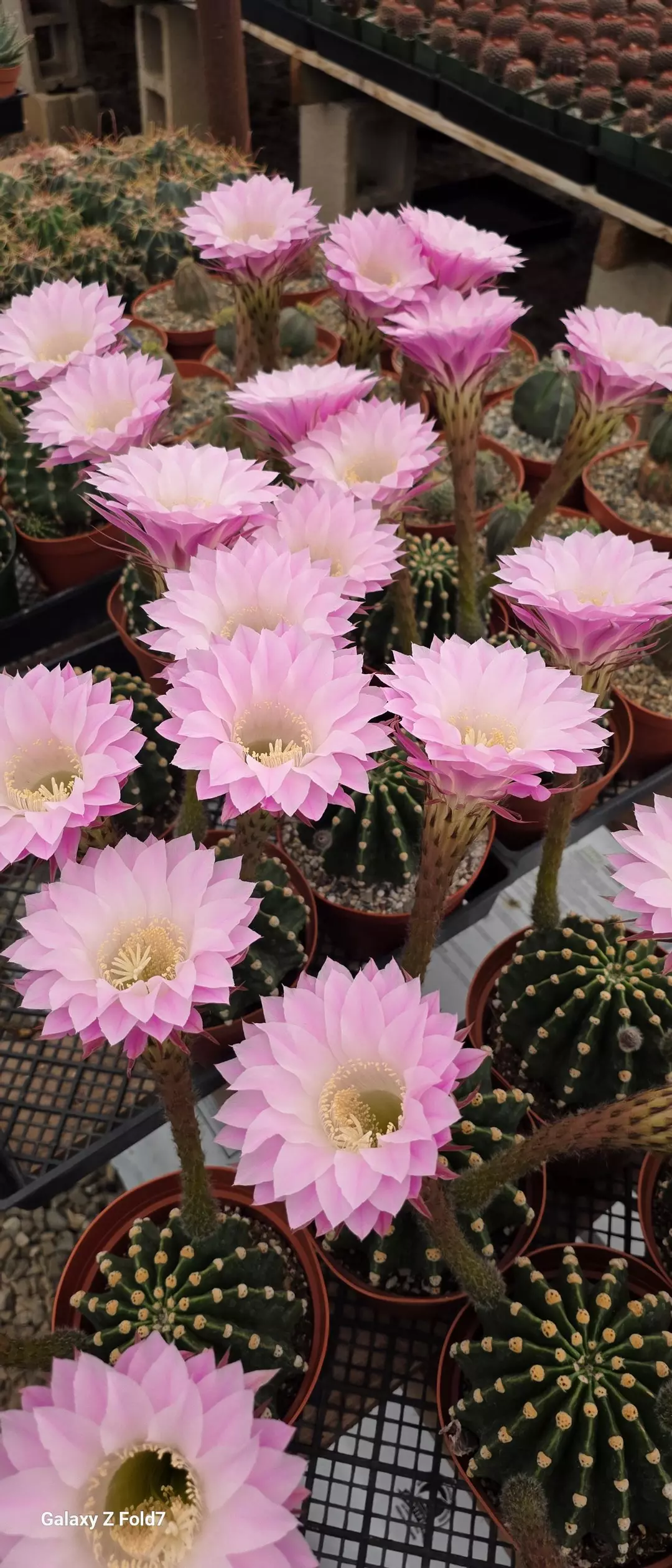 RAINBOW BURST thumbnail