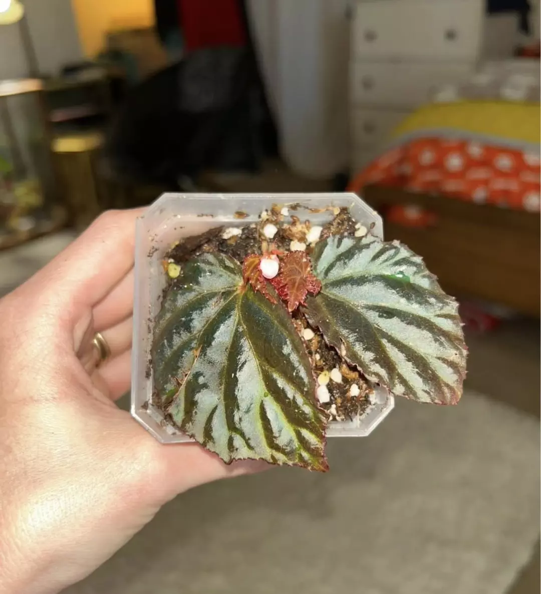 Begonia Botanicaz 87v.1- (dracopelta x Sarawak) x metallicolor thumbnail