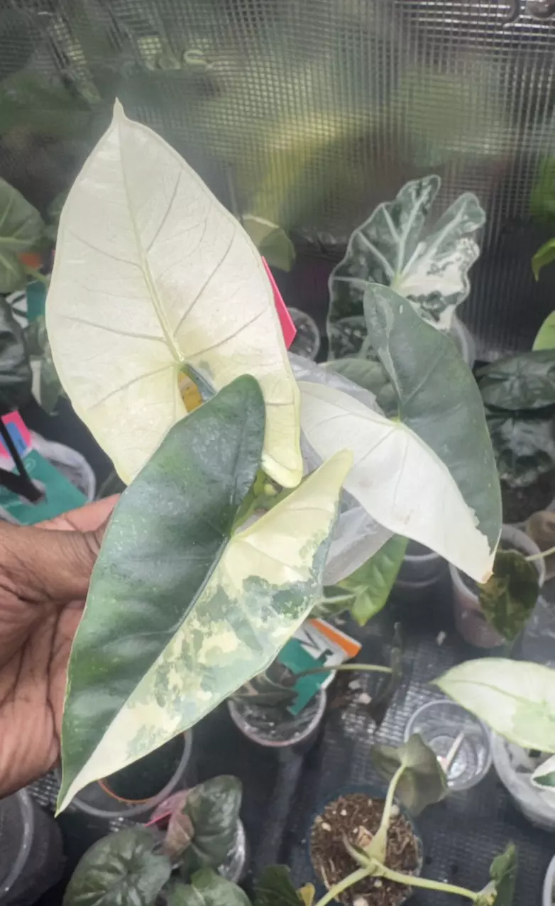 Alocasia Pink Scabriuscula thumbnail
