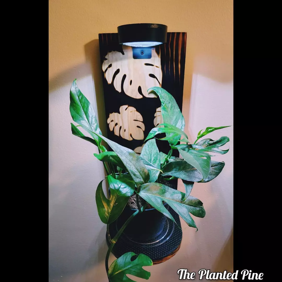 Burned Monstera Grow Light Plant Hanger thumbnail