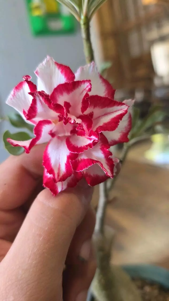 Ferrari 01 thumbnail