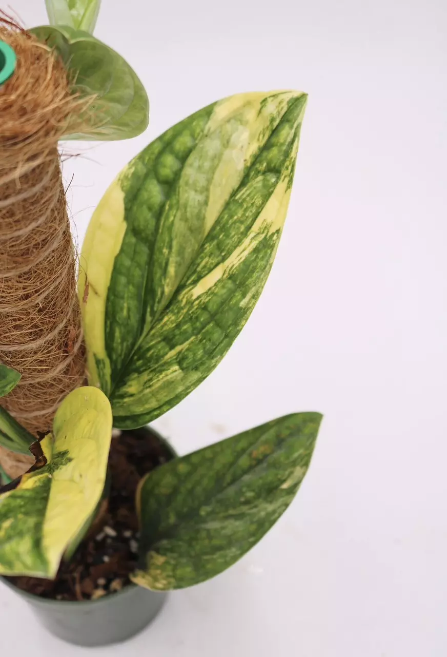 Monstera Peru Variegated thumbnail