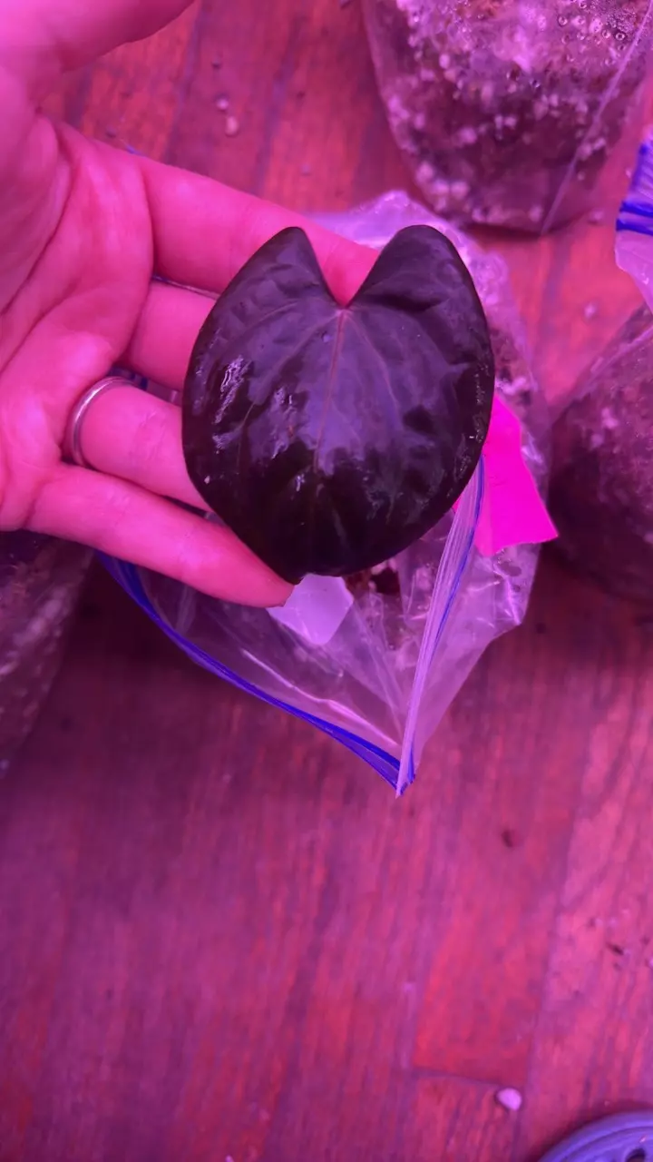 Anthurium RVDP x self cutting thumbnail