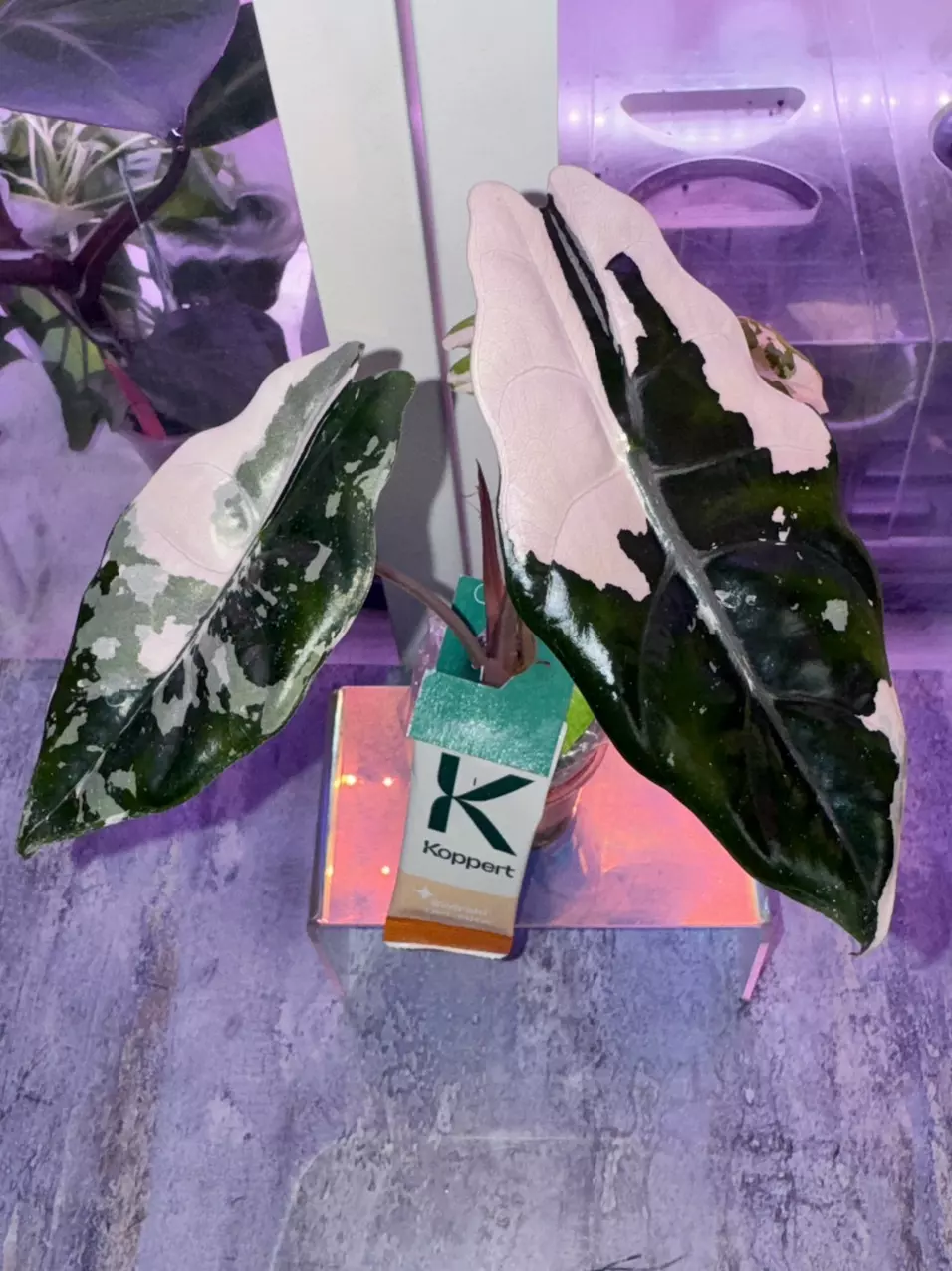 Alocasia Pink Chantrieri CORM only-GC thumbnail