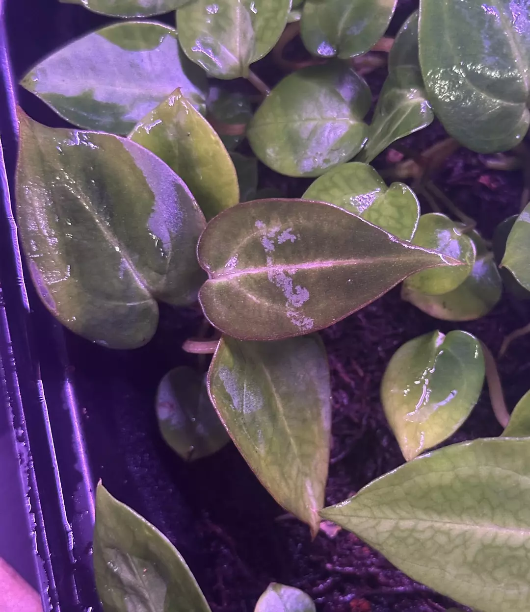 Carlablackiae "Round x GPH" #5 x Amanda thumbnail