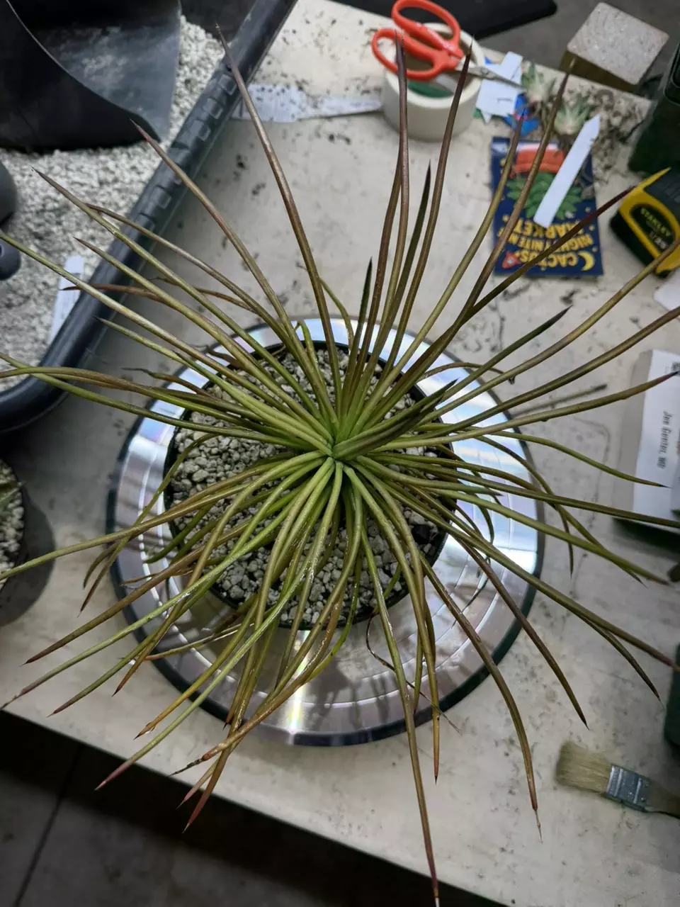 6” pot Agave Gemnifolia GC thumbnail
