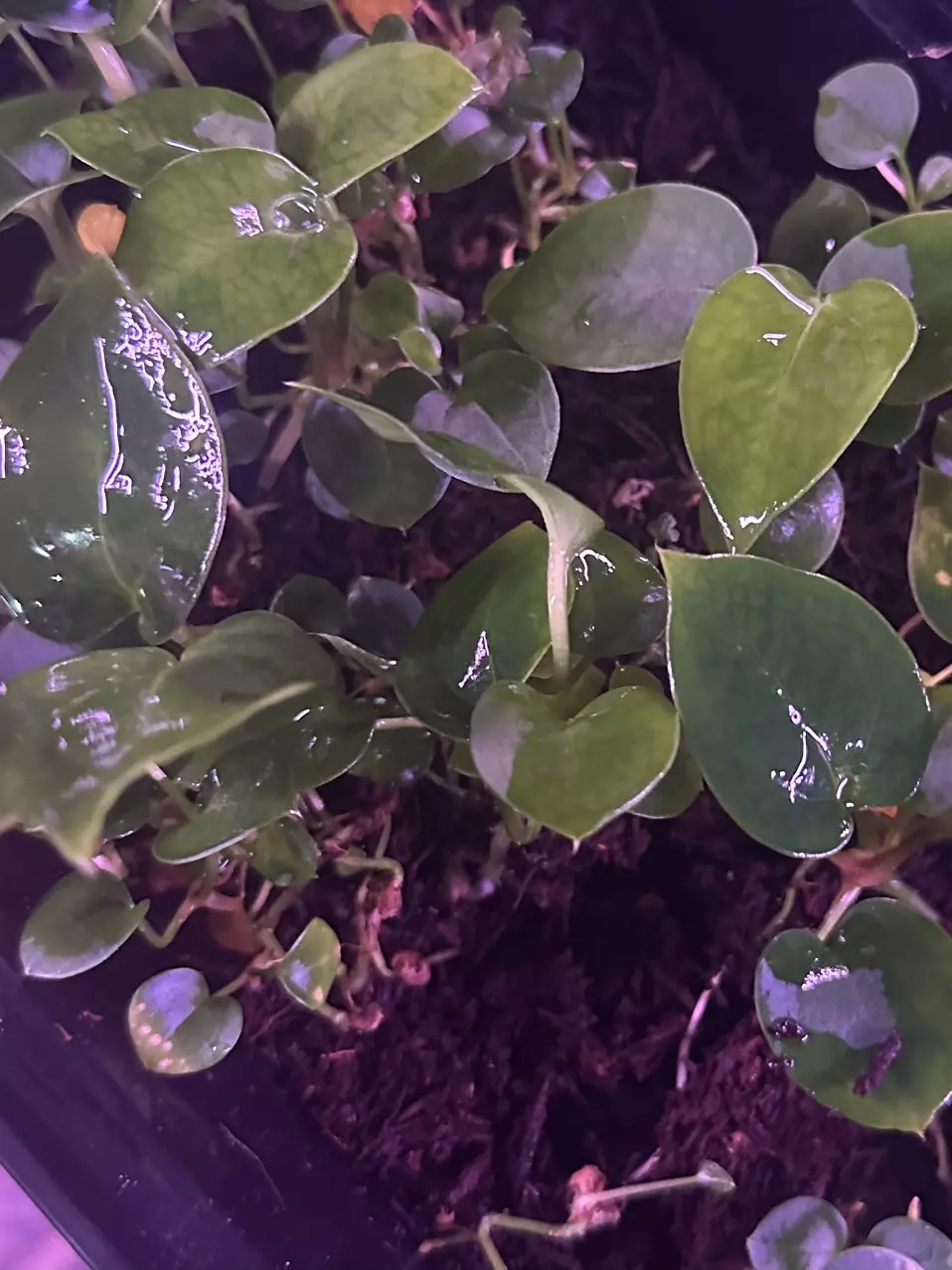 NSE Bench "Katie" x "Juan" thumbnail