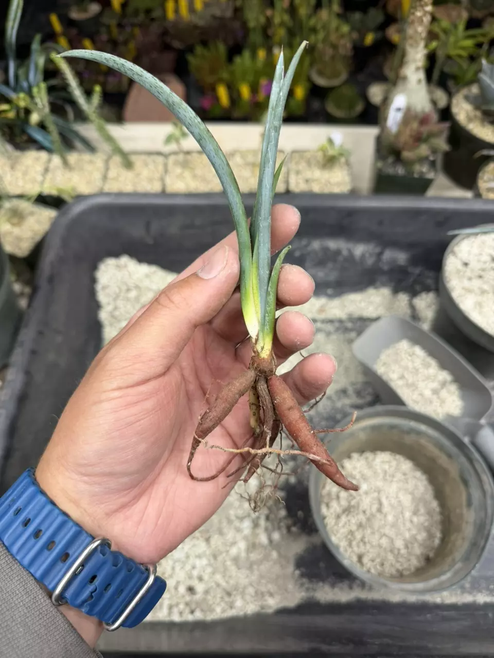 6” pot Yucca Endlichiana Caudiciform Forming thumbnail