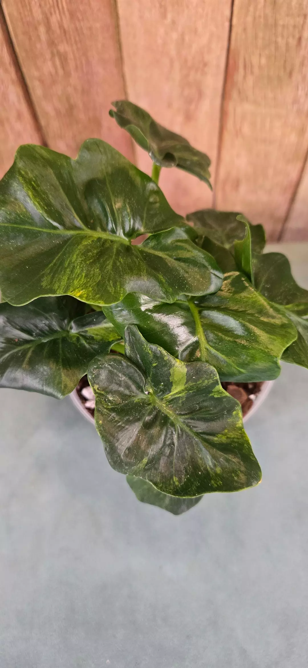 Varigated Super Atom thumbnail