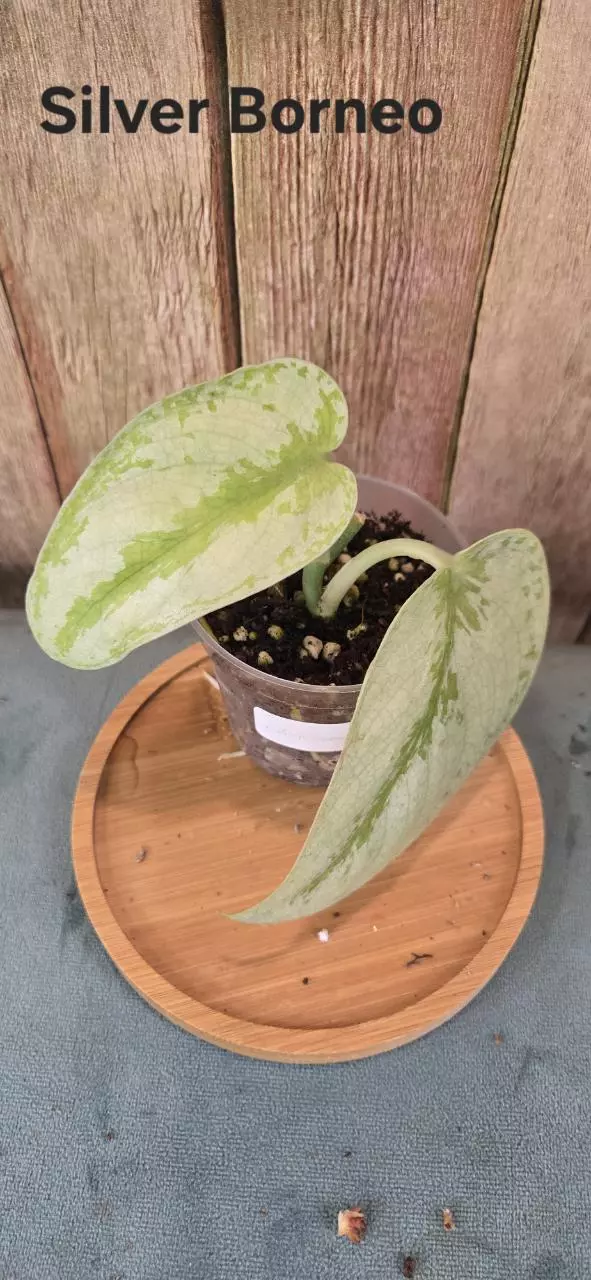 Silver Borneo thumbnail