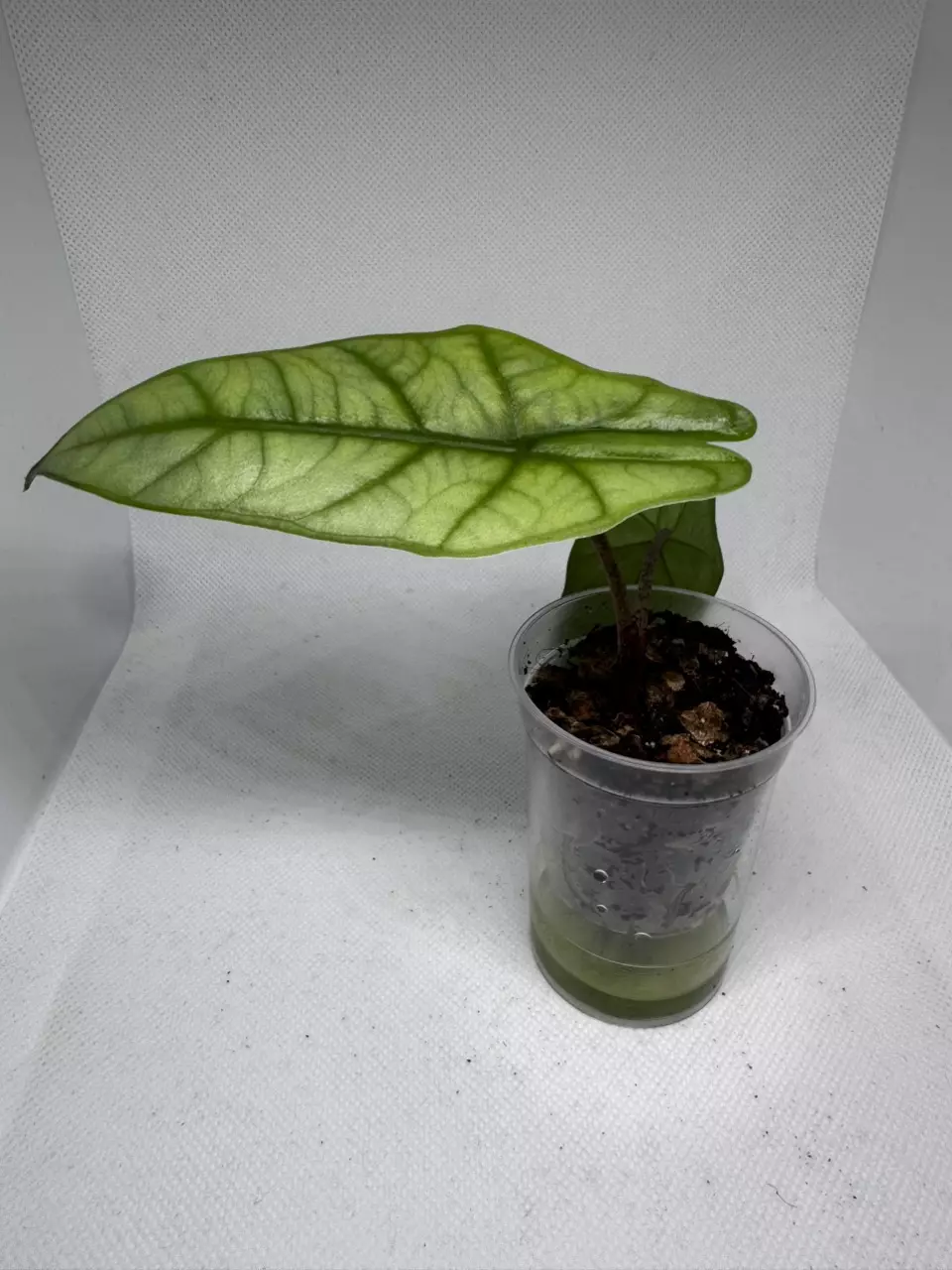 Alocasia Metallic Blue + 2 CORMS thumbnail