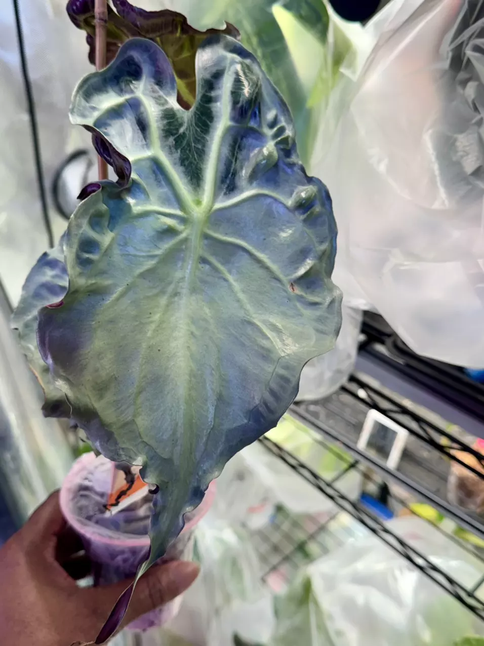 Alocasia Venom CORM only- GC thumbnail