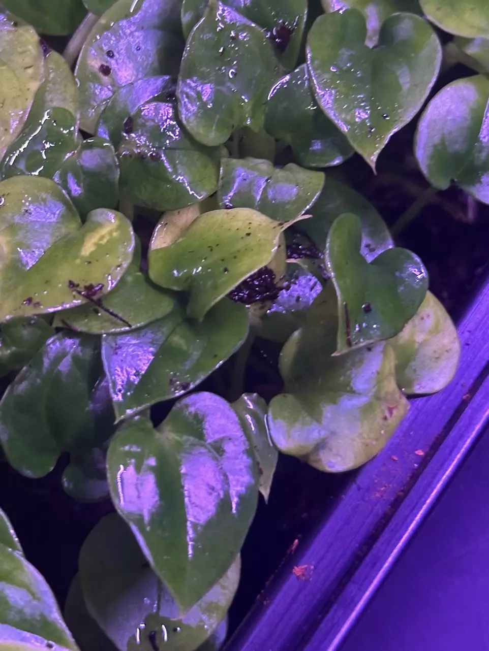 Dressleri RG F2 dark clone x antolakii "Dark Star" thumbnail