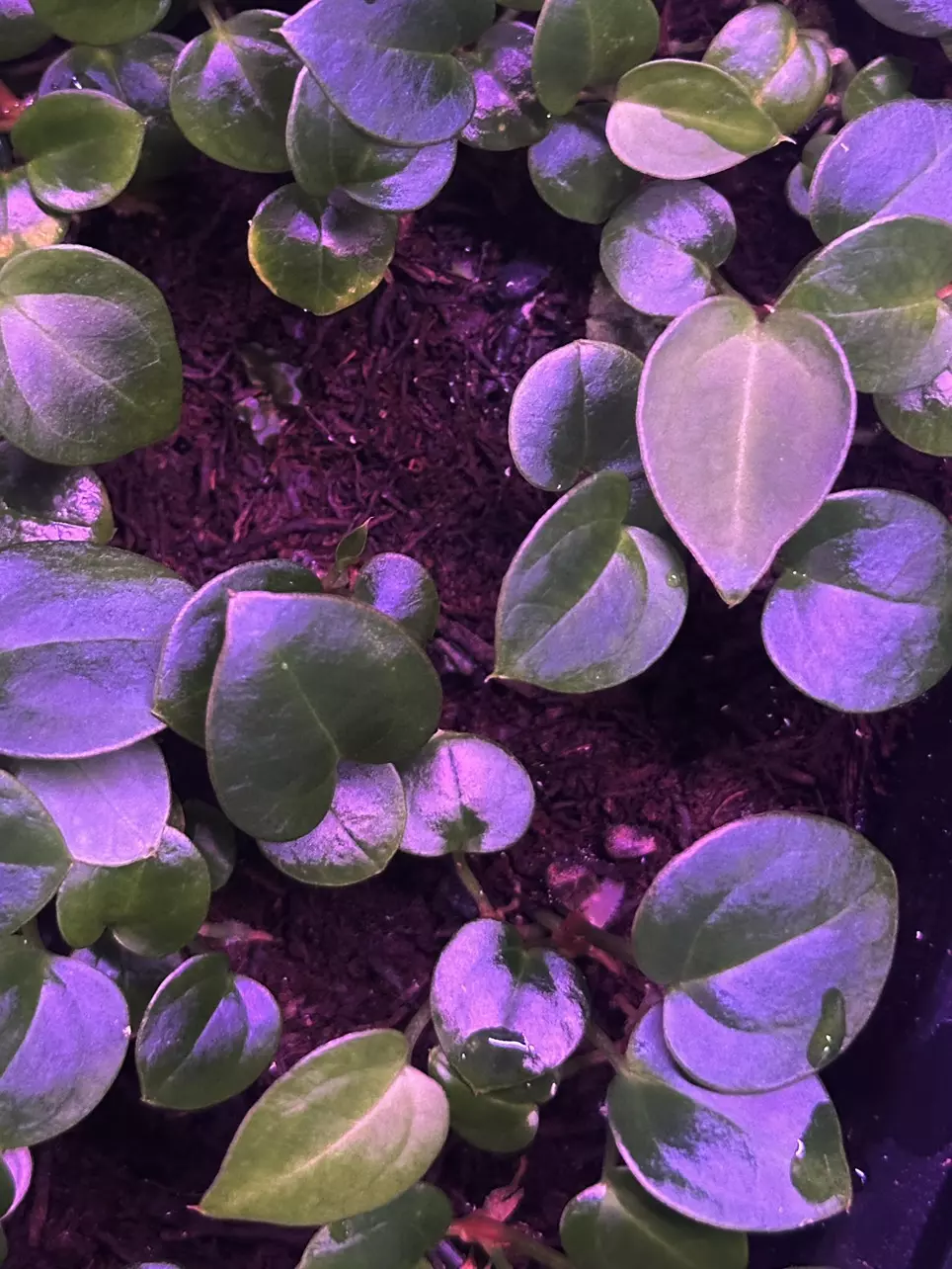 Carlablackiae "Round x GPH" #1 x Labyrinth thumbnail