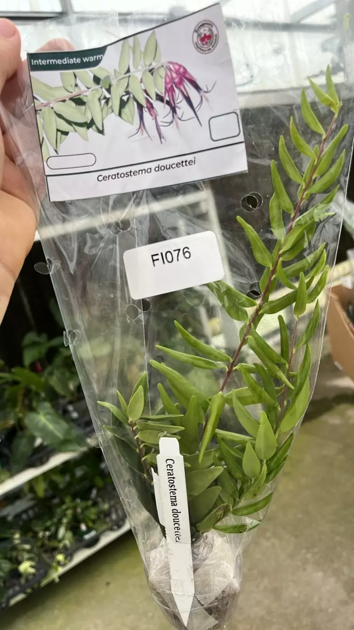 fi076 ceratostema doucettei thumbnail