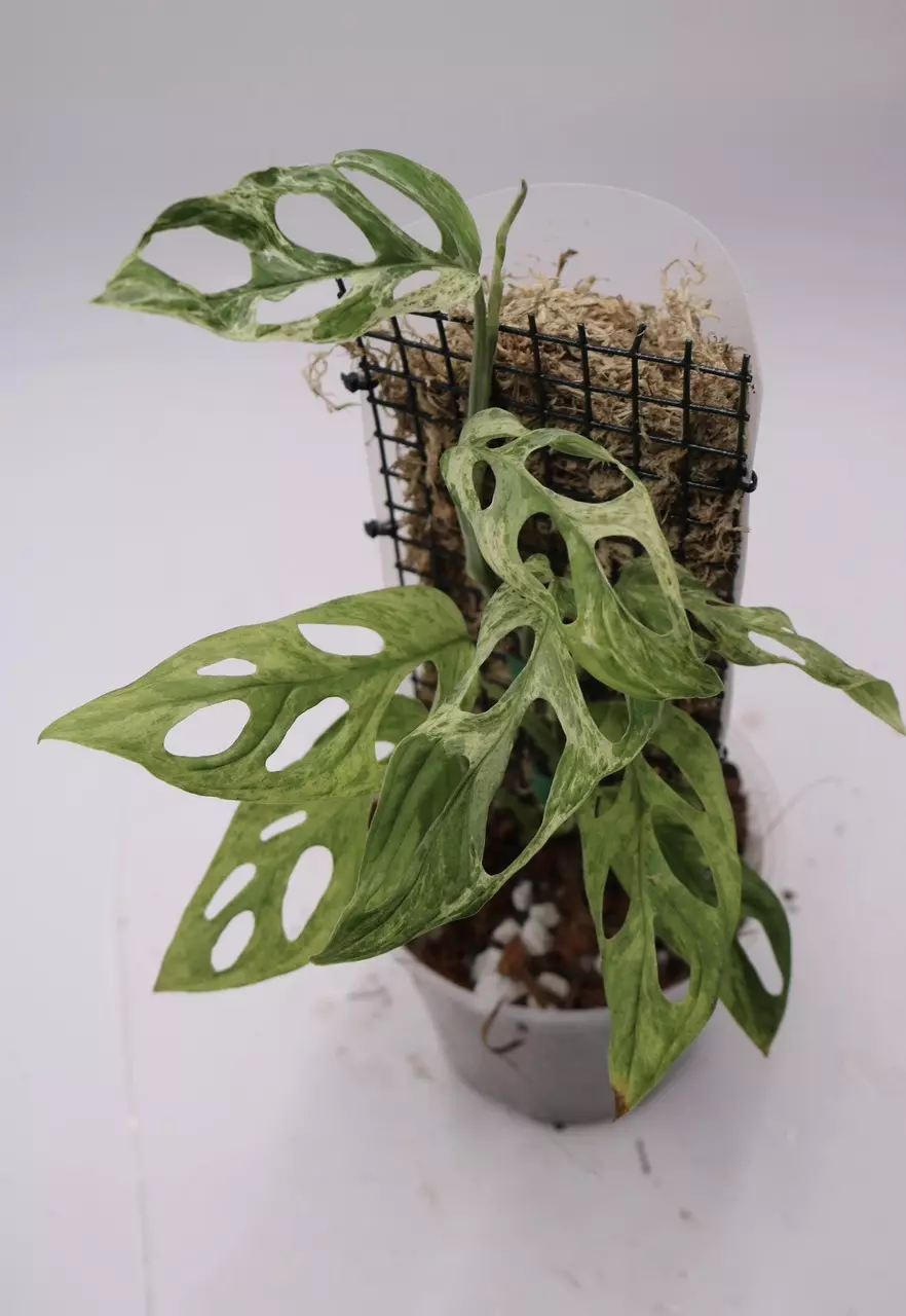 Monstera Adansonii Mottled Mint thumbnail
