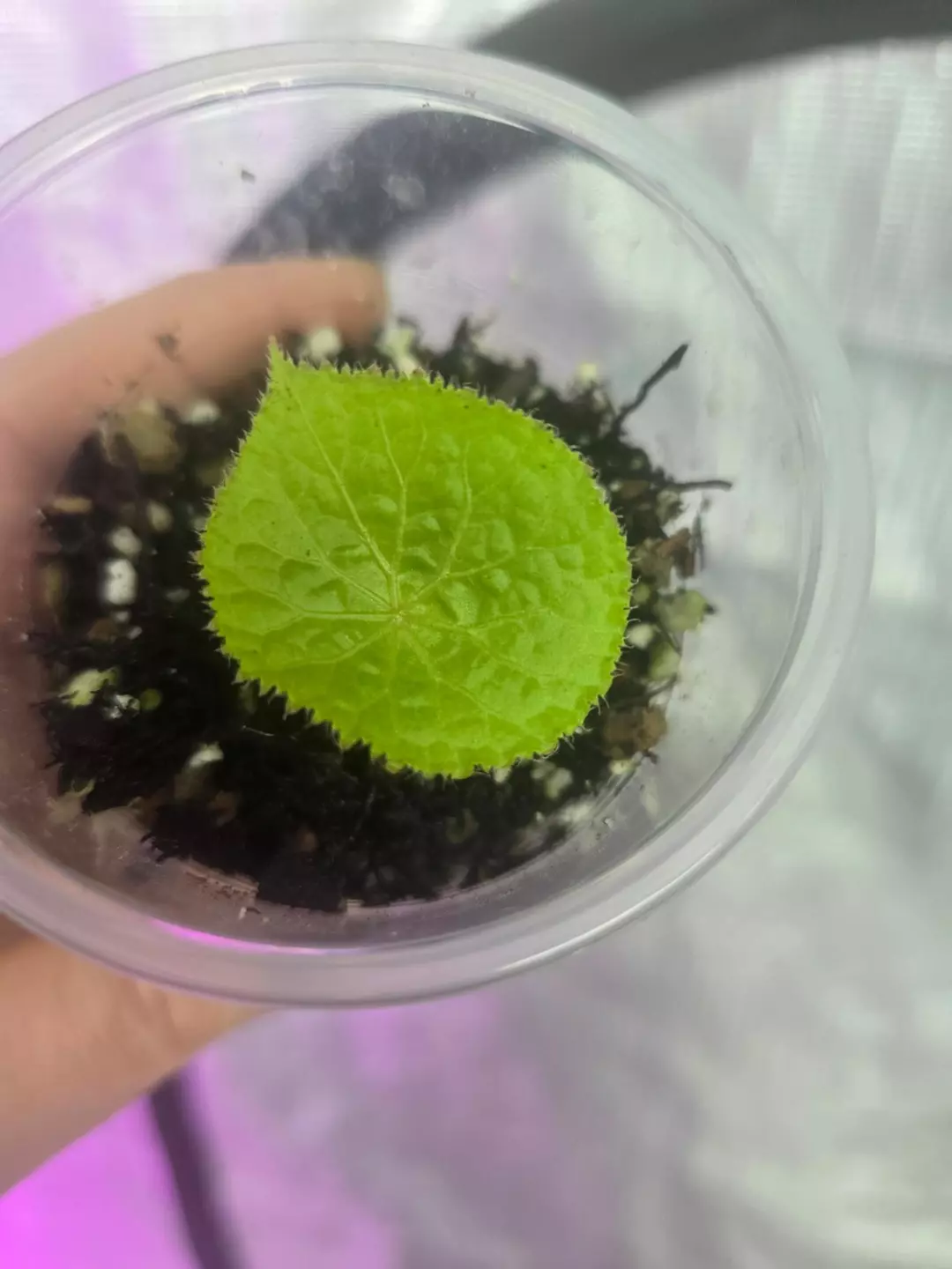 Begonia natuanensis lightly rooted thumbnail