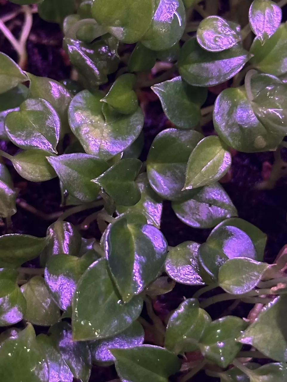 Carlablackiae "Round x GPH" #5 x Chocolate crystallinum thumbnail