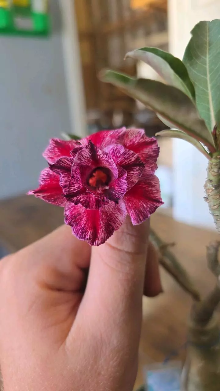 Thinking of you 01 thumbnail